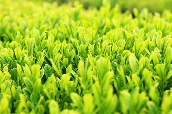 レガルリリーの育て方とコツ！3球以上まとめ植えで花を満開に