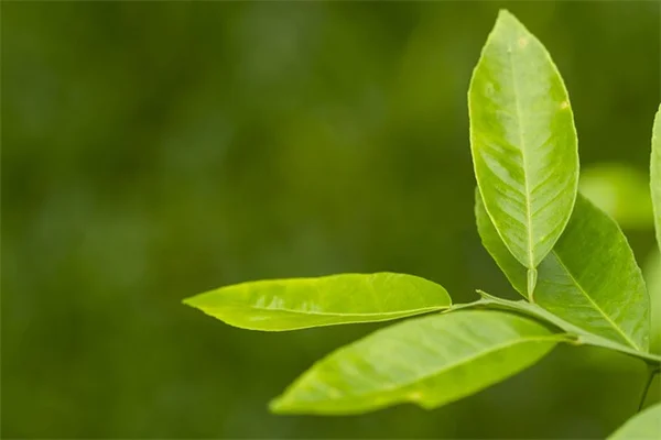 雑草を読めば土がわかる！庭の健康を診断する11の方法