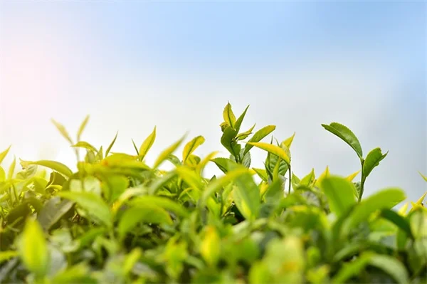 2024年ピーチファズの庭づくり、桃色の花7選と育て方