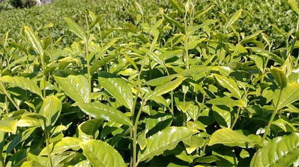 夏の庭の意外な7種、家の近くに植えてはいけない火災リスク