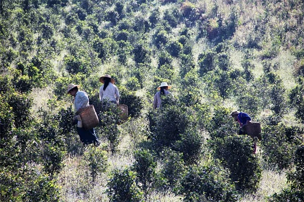 夏の庭の意外な7種、家の近くに植えてはいけない火災リスク